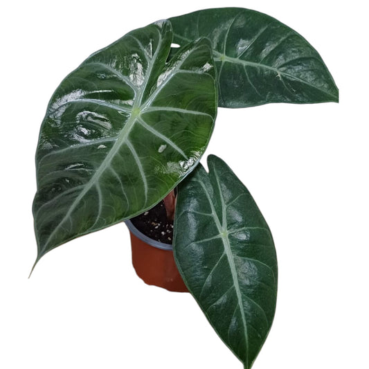 Alocasia Wentii