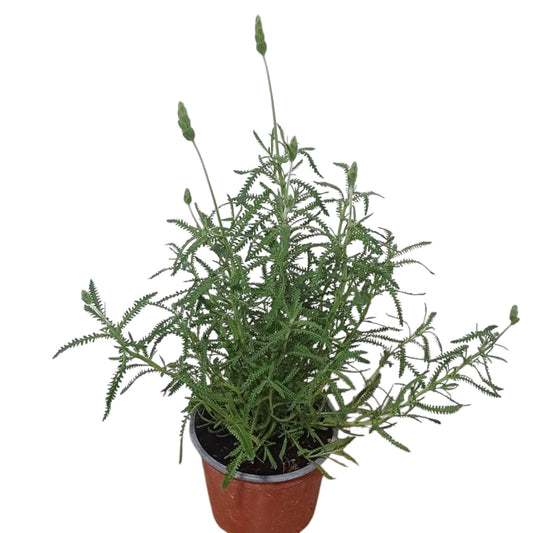 Lavanda Francesa