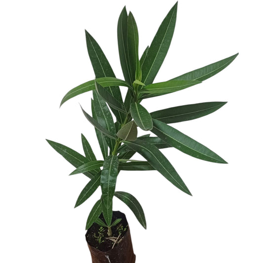 Laurel de Flor