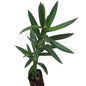 Laurel de Flor