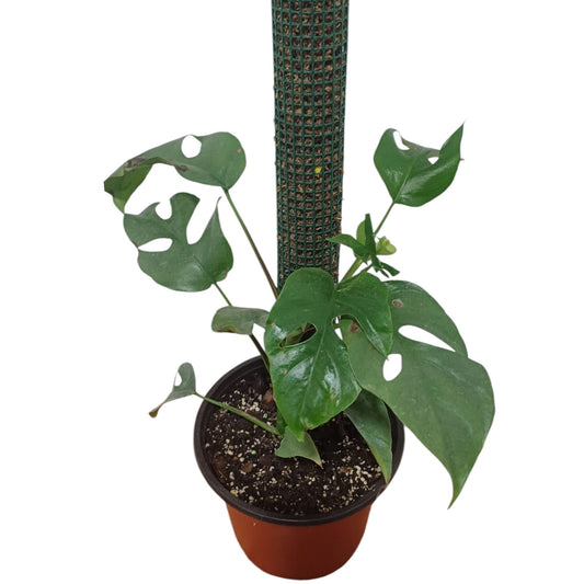 Rafidofora Tetrasperma