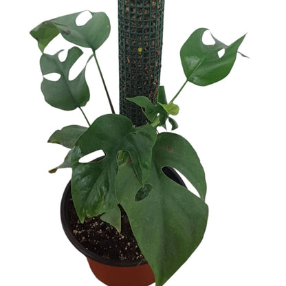 Rafidofora Tetrasperma
