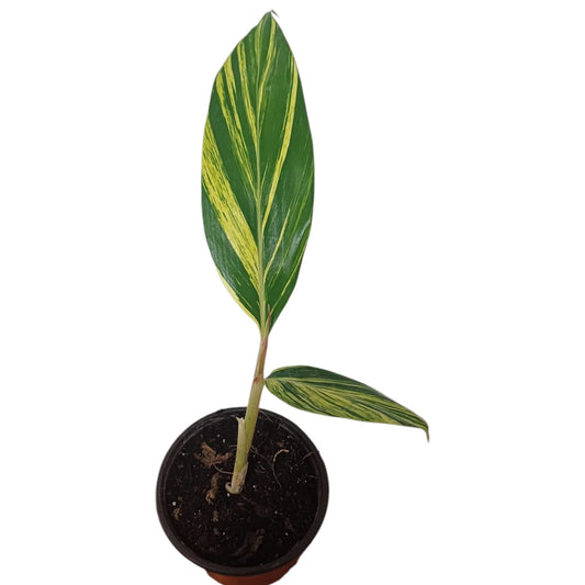 Alpinia Variegada Tamaño "S"