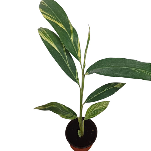Alpinia Variegada Tamaño "M"