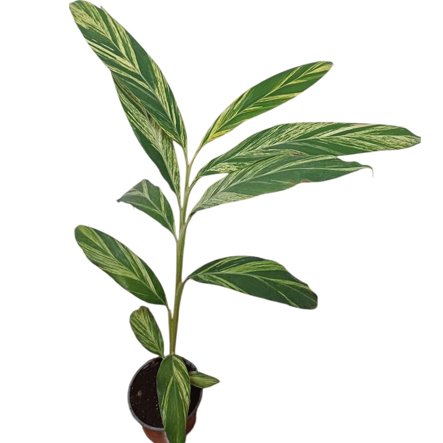 Alpinia Variegada Tamaño "XL"