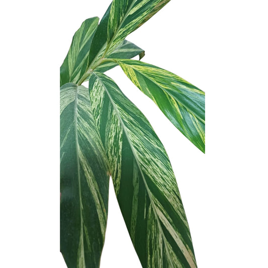 Alpinia Variegada Tamaño "XL"
