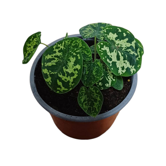 Caladium Hilo Beauty
