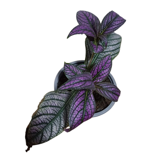 strobilanthes