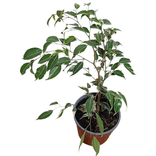 Ficus Variegado