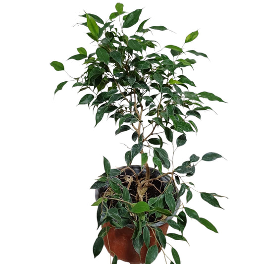Ficus Benjamina