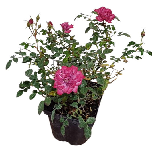 Rosa Mini