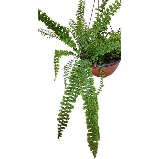 Helecho Nephrolepis