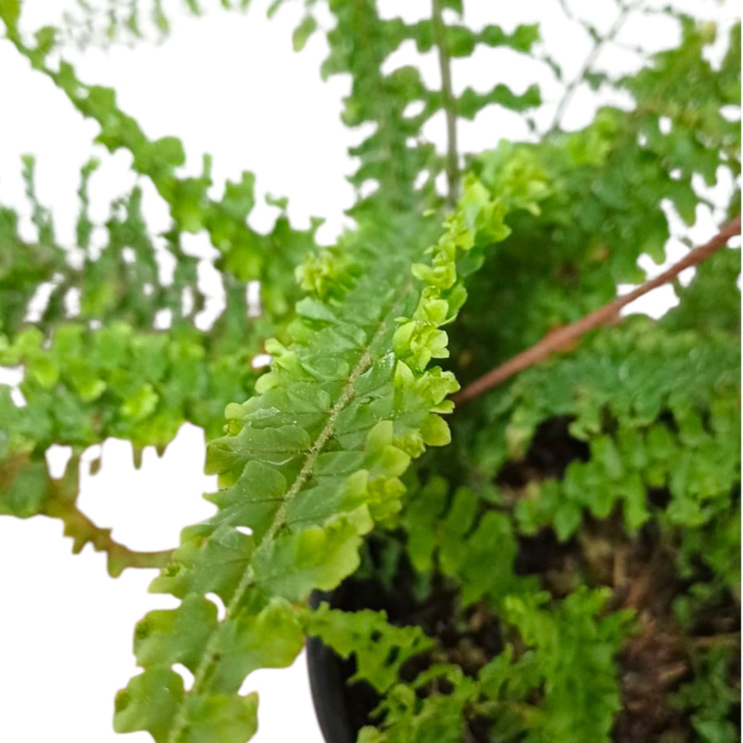 Helecho Nephrolepis