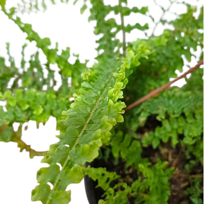 Helecho Nephrolepis