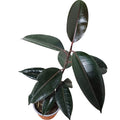 Ficus Burgundy Gomero