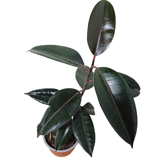 Ficus Burgundy Gomero