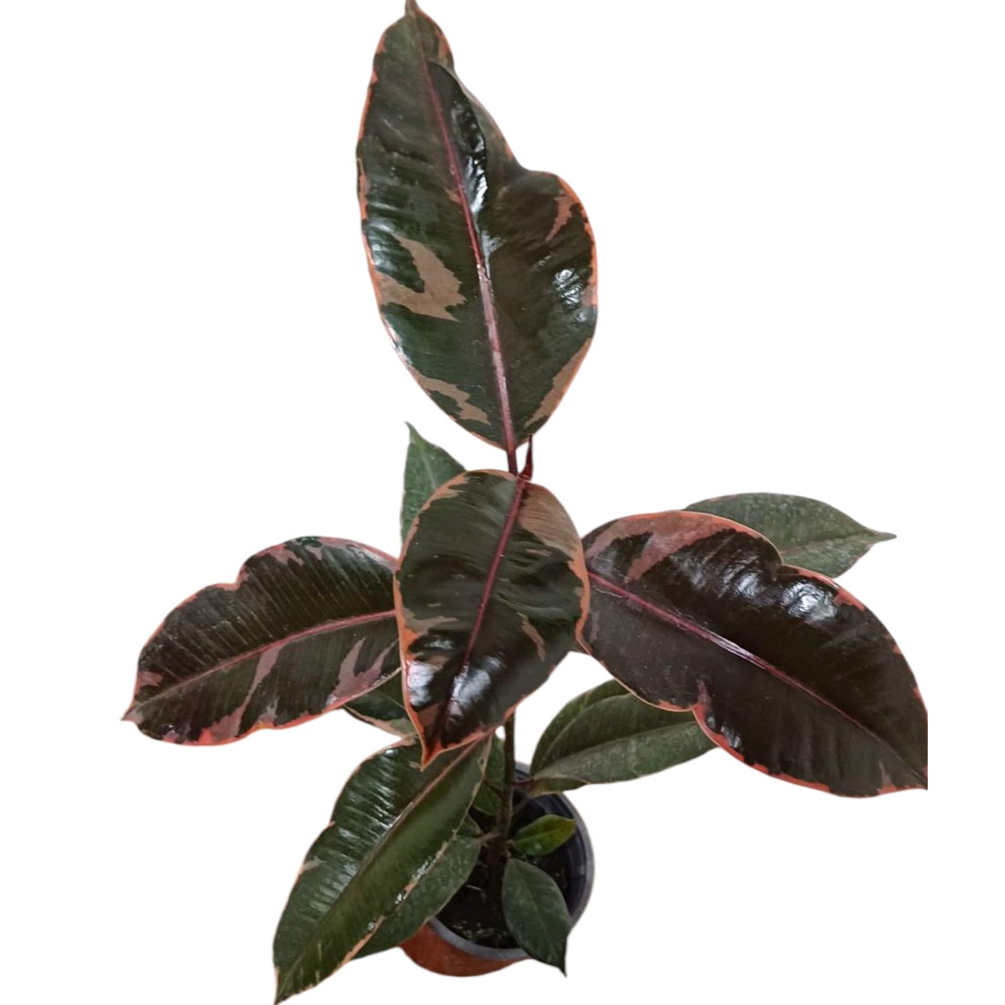 Ficus Ruby Gomero