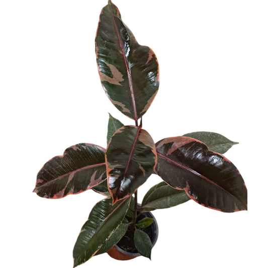 Ficus Ruby Gomero