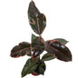 Ficus Ruby Gomero