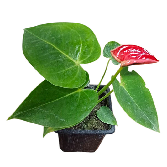 Anthurium Andreanum