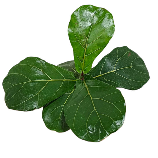 Ficus Lyrata