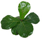 Ficus Lyrata