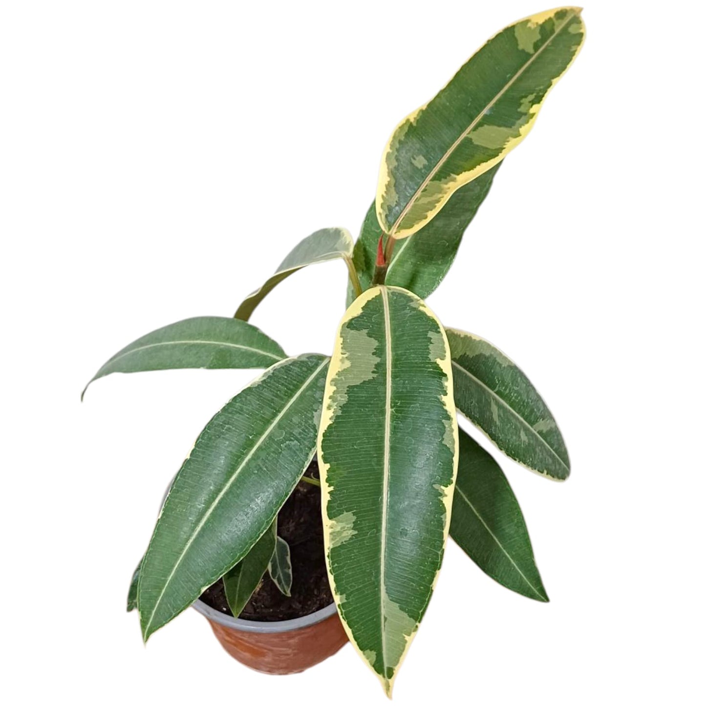 Ficus Tineke Gomero