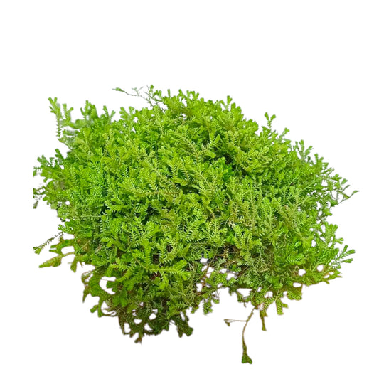 Helecho Selaginella