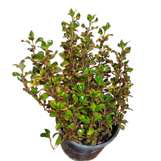 Coprosma Repens