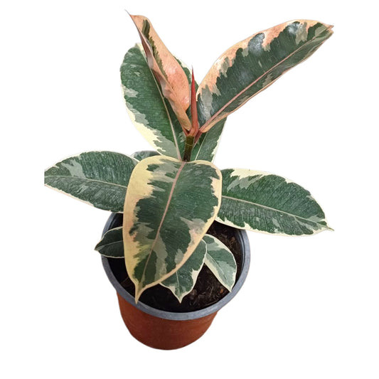 Ficus Pink Tineke Gomero