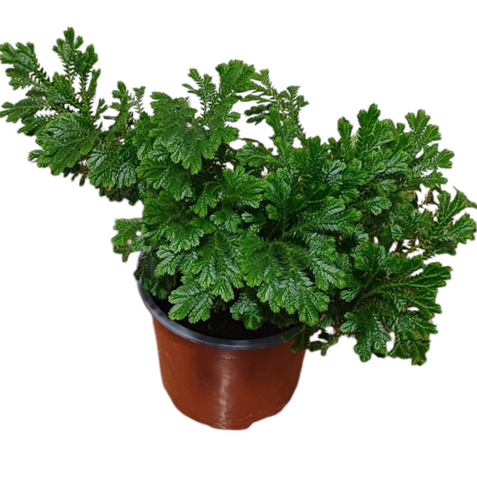 Helecho Selaginella Martensi
