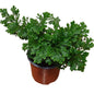 Helecho Selaginella Martensi