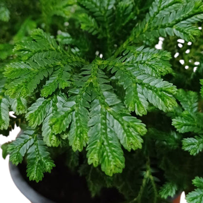 Helecho Selaginella Martensi