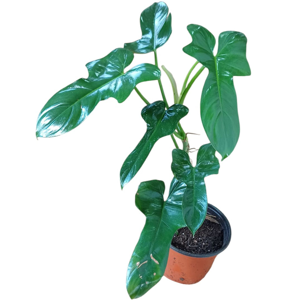 Philodendro Panduriforme