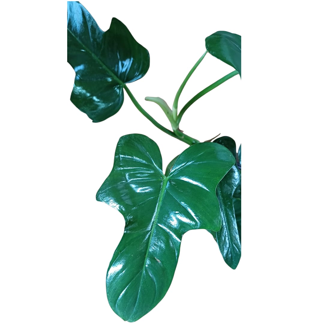 Philodendro Panduriforme