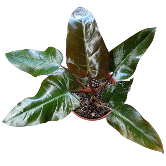 Philodendro Erubescens