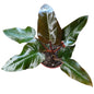 Philodendro Erubescens