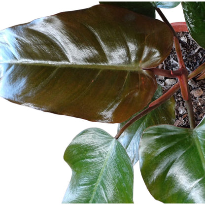 Philodendro Erubescens