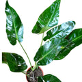 Philodendro Longifolio "XL"