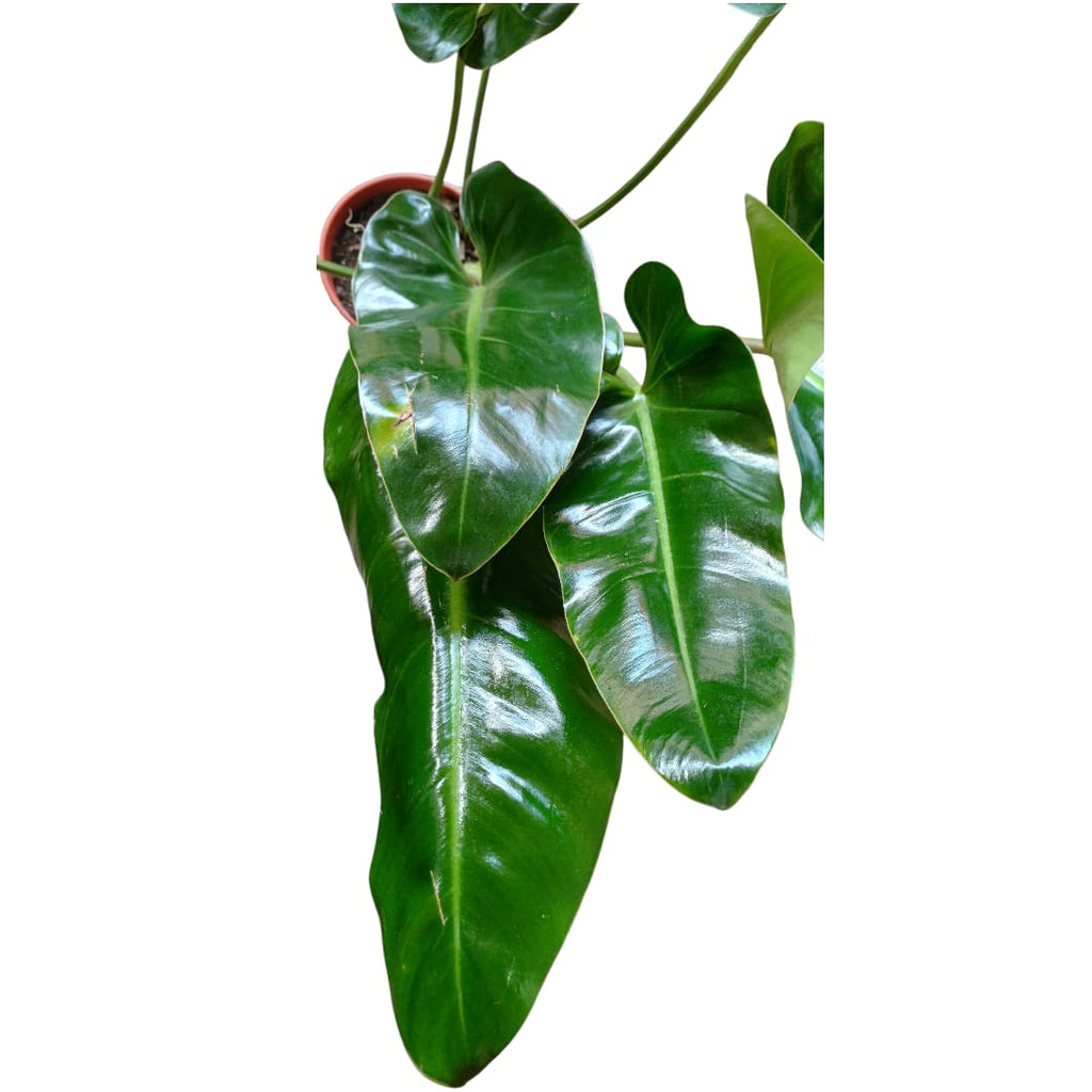 Philodendro Longifolio "XL"