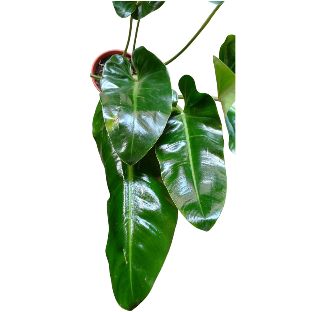 Philodendro Longifolio "XL"