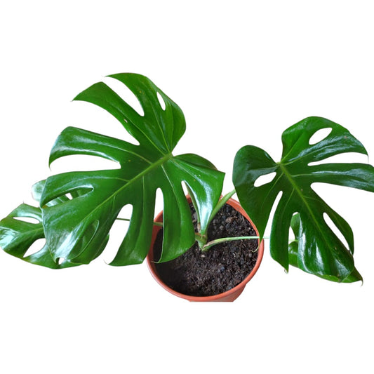 Mostera Deliciosa tamaño "M"