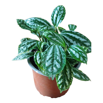 Pilea Cadierei