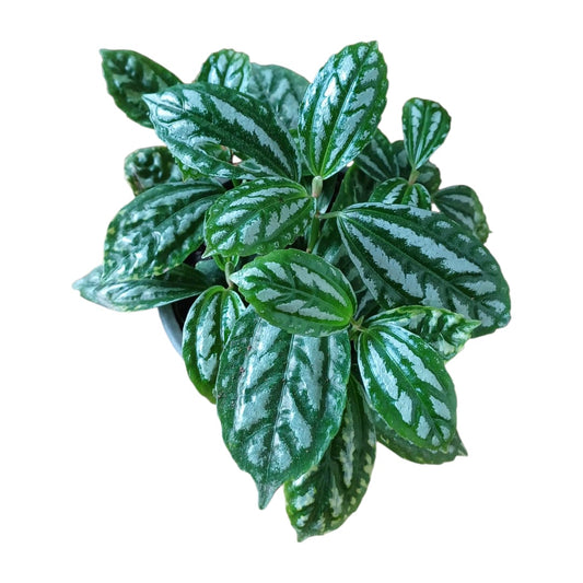 Pilea Cadierei