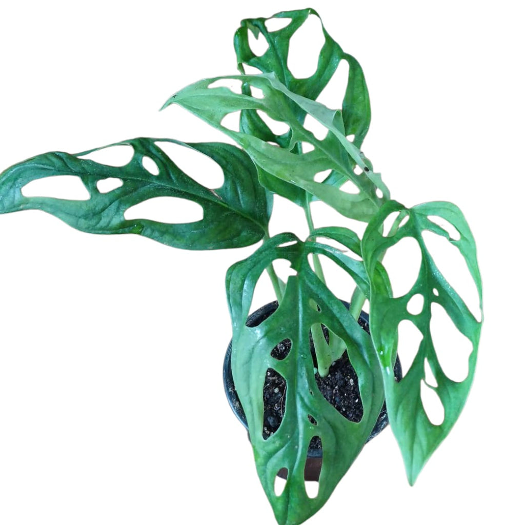 Mostera Adansonii