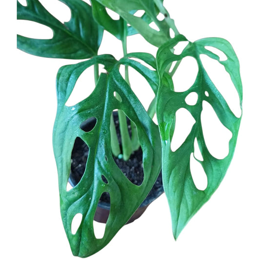 Mostera Adansonii