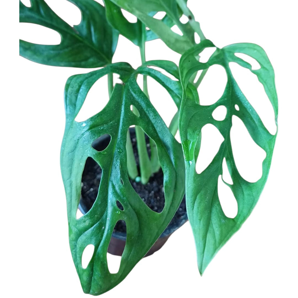 Mostera Adansonii
