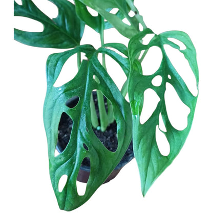 Mostera Adansonii