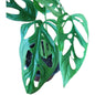 Mostera Adansonii