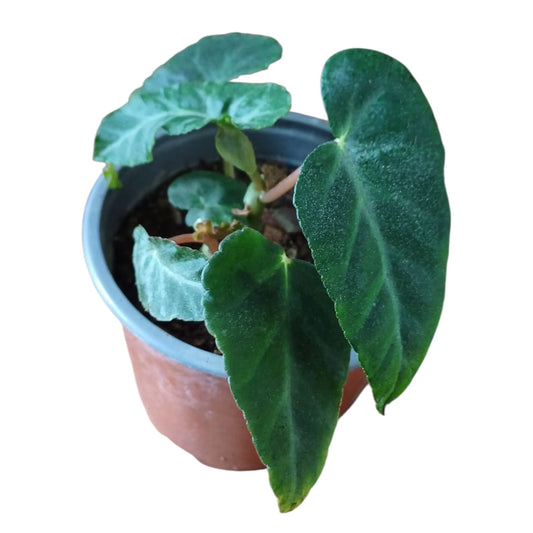 Begonia Angularis